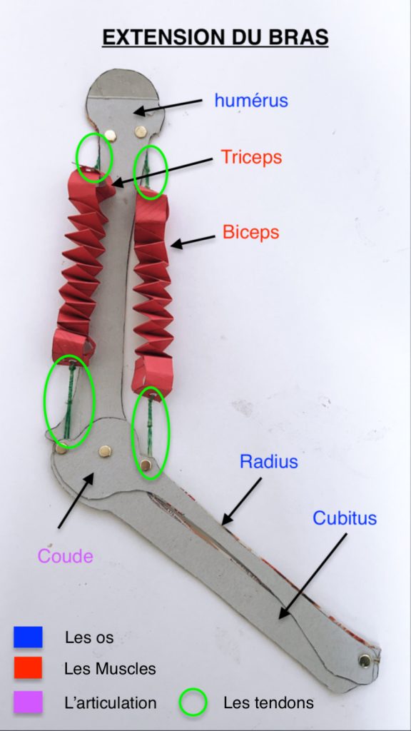 Découvrir la modélisation en Sciences avec un bras articulé en CE2 Productions M1 Vannes & Lorient